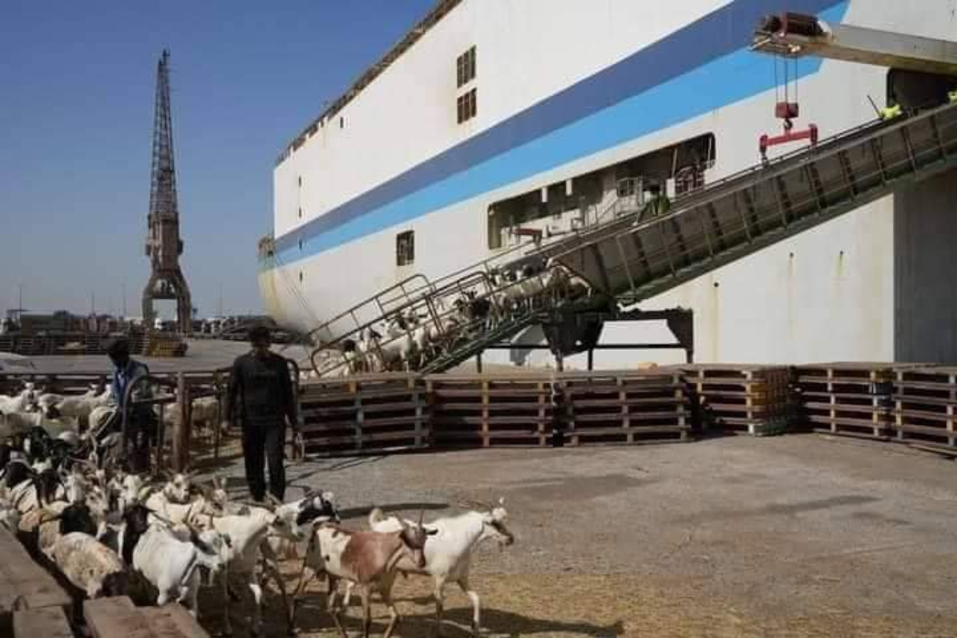 اضاحي العيد