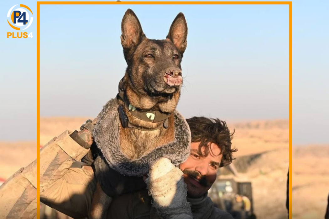 K9