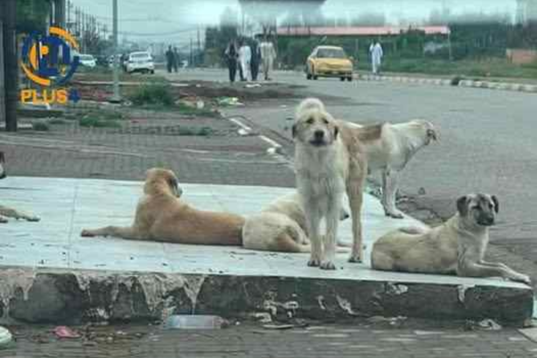 سەگی بەڕەڵا