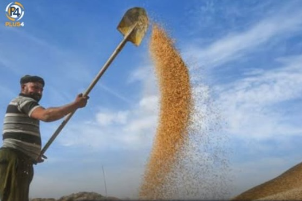 جوتيارانى كةركوك