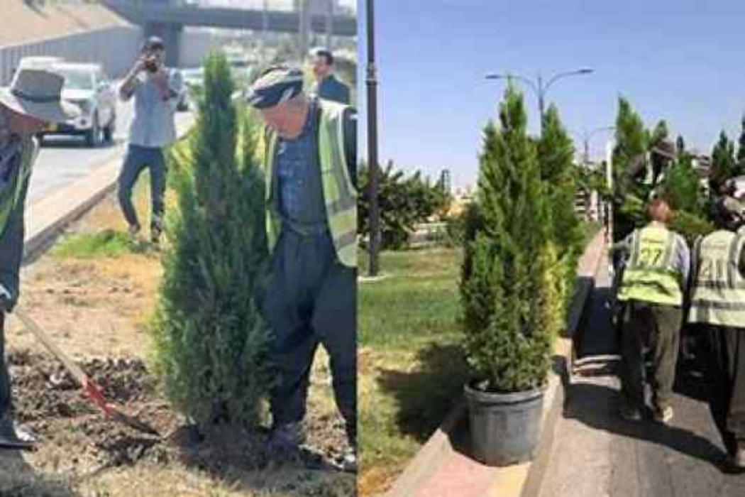 چاندنی نەمام