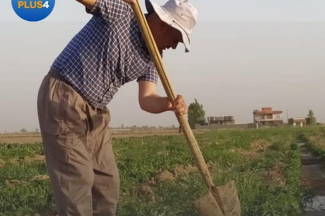 فلاحون