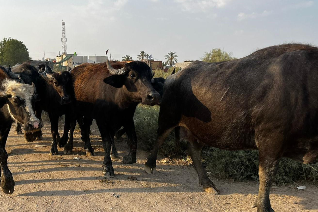 جواميس